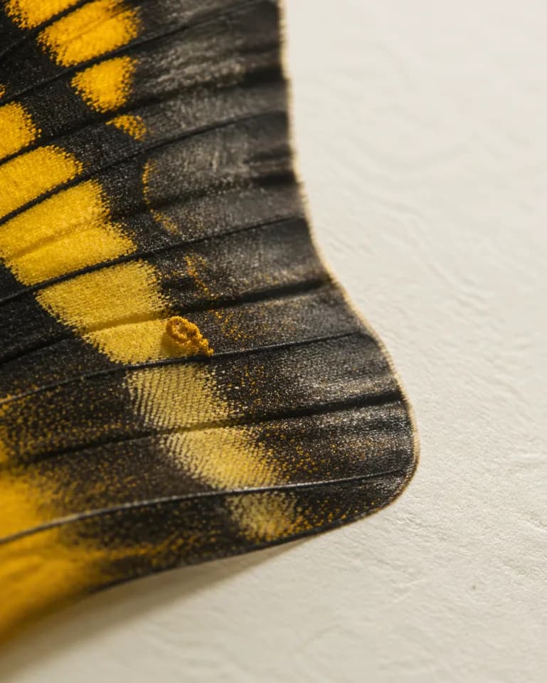 Ultra-close macro of a yellow butterfly wing generated by Image 2