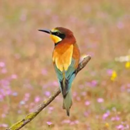 照片增强工具前后对比 — original photo used as input