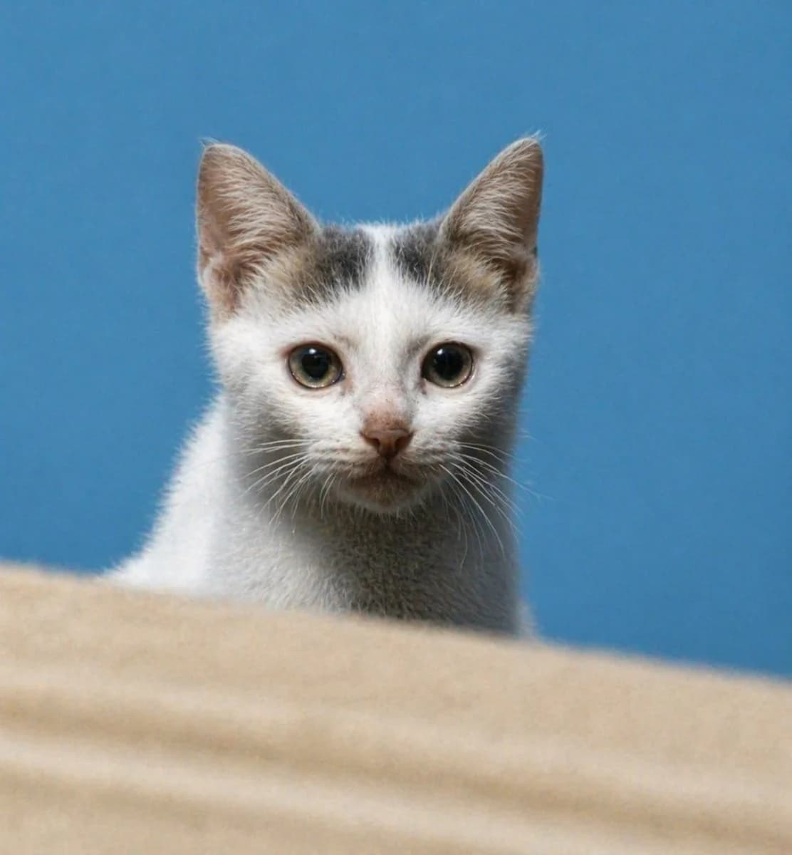 Restored kitten portrait with sharp fur, glossy eyes, whiskers, and a clean blue studio background