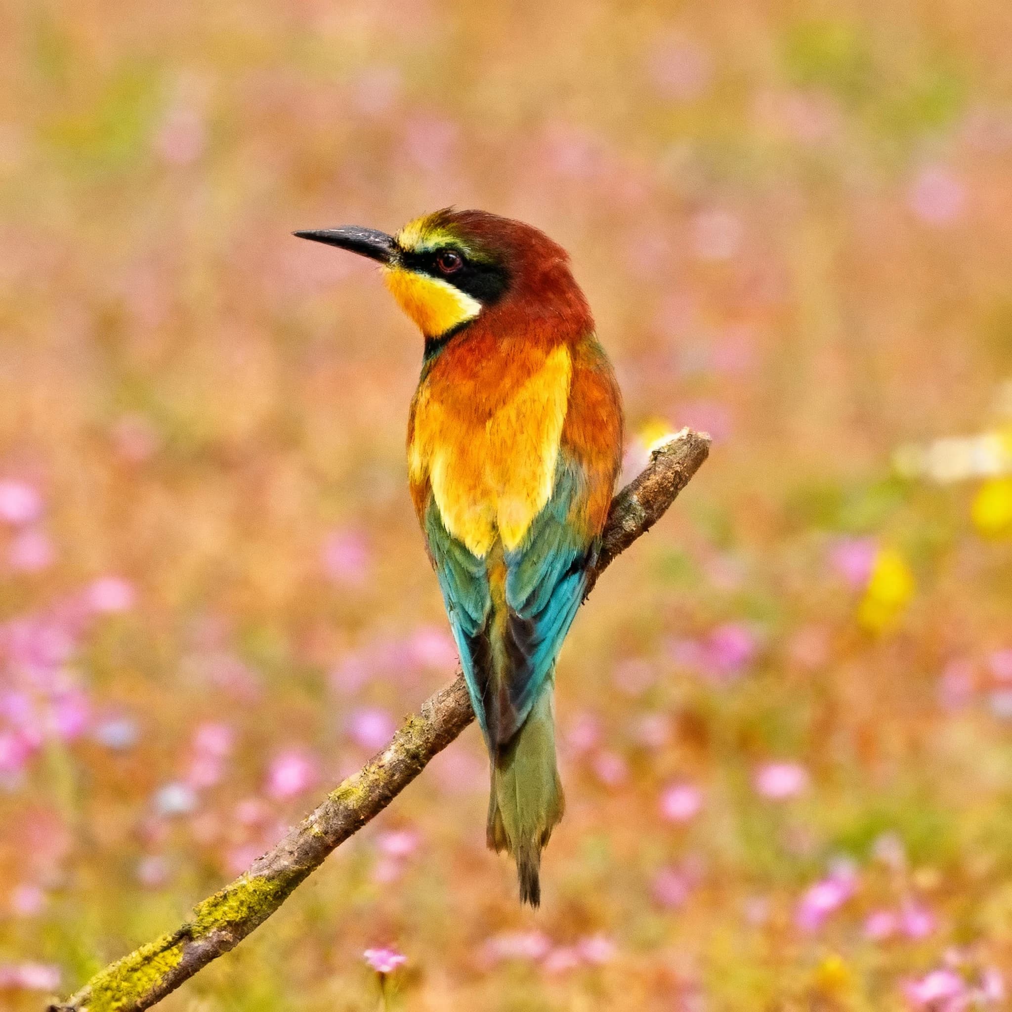 AI Photo Enhance result generated by Image 2